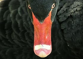 Black Swan Bites Black-Scholes