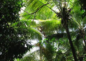 Why Pensions Need to Consider the Rainforest