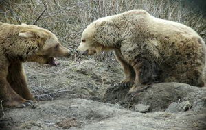 Passive > active for more and more pensions