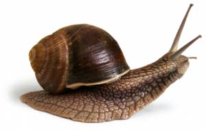 Smart beta ETFs: Pension funds taking it slow