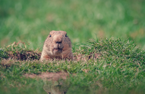 Why Canadian investors are stuck in their own Groundhog Day