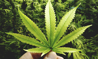Workplace safety leading HR issue as marijuana legalization approaches: HRPA