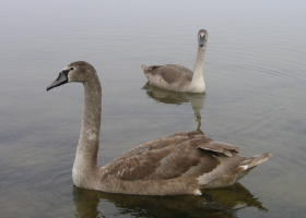 How to Tame a Grey Swan