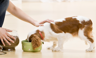 Have your say: Are discounts on pet food a good use of resources?
