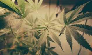 Legalization of recreational cannabis won’t disrupt distinct medical pot system