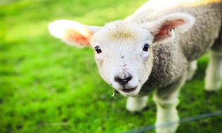 Petting zoos touted as way to reduce workplace stress, boost staff morale
