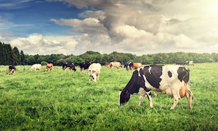 Caisse, Agropur establish joint investment platform for dairy industry