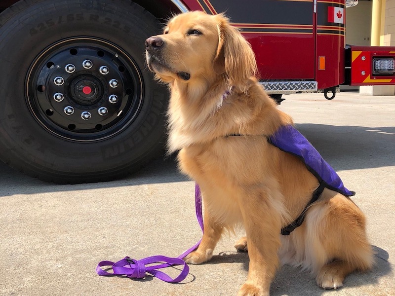 Mississauga’s new canine employee helps firefighters talk mental health