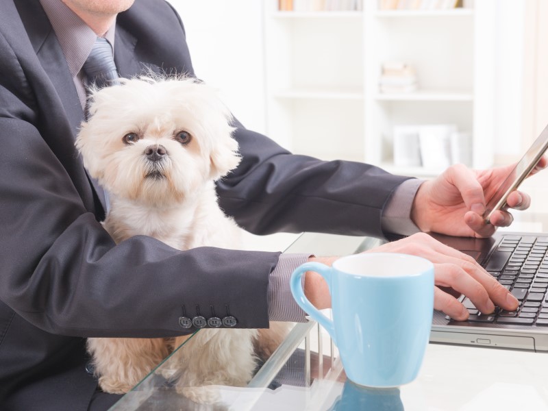 Half of dog owners would leave employer for more pet-friendly company:  survey | Benefits 